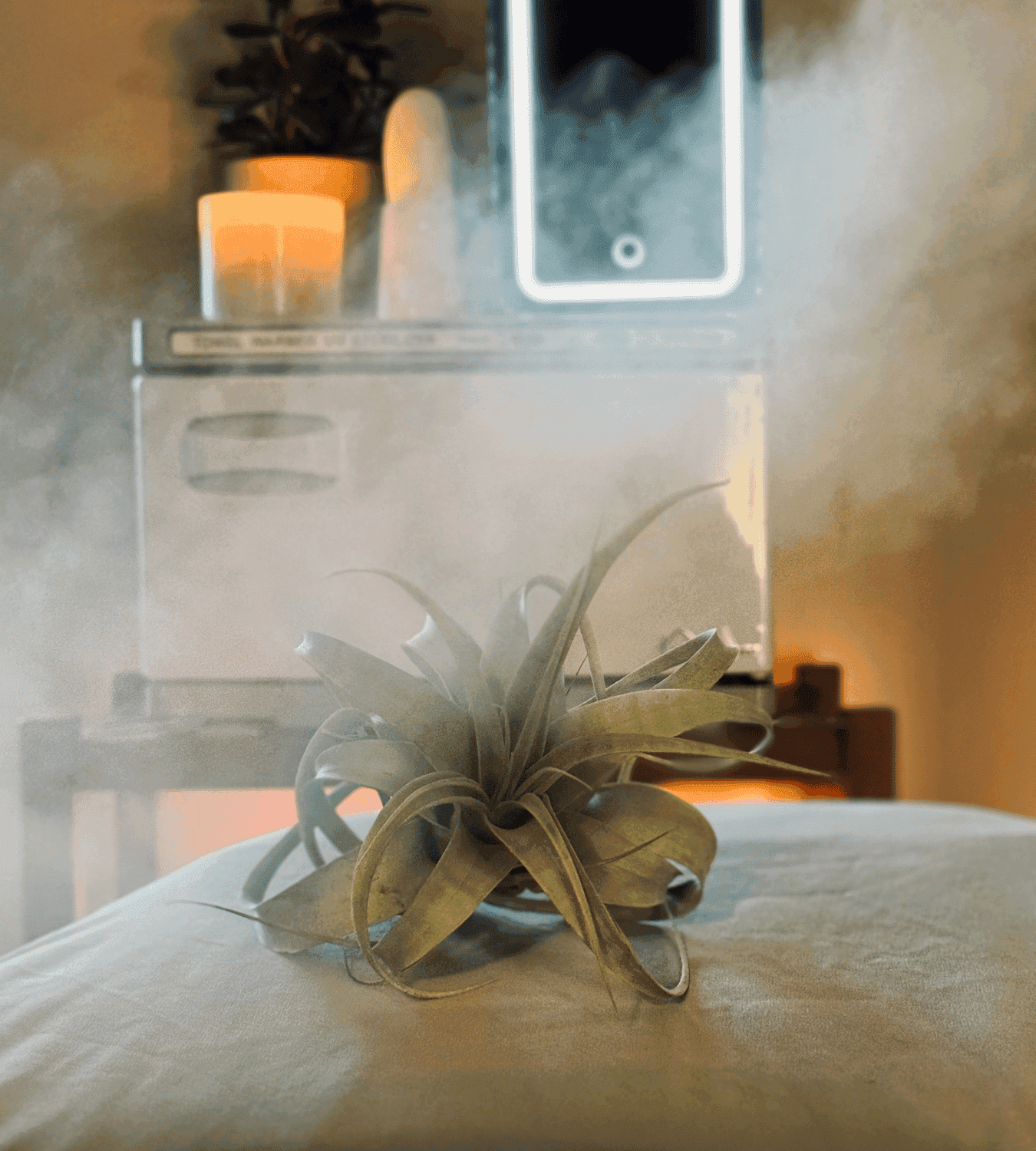 A green air plant on a cushion, with a misty background and a candlelit ambiance.